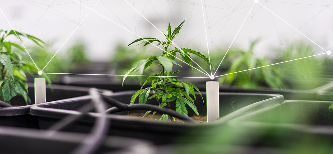 RFID Offers Efficiency for Cannabis Tracking from Seed to Sale for Plants, Products and Packaging