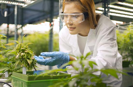 The Benefits of RFID Tagging for the Cannabis Industry 